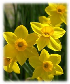 narcis.JPG narcis.JPG